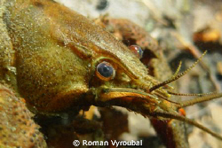 crayfish by Roman Vyroubal 